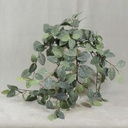 29" FITTONIA HANGING BUSH X9