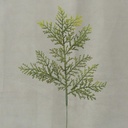 CEDAR PICK X1 11" GREEN (12/BG)