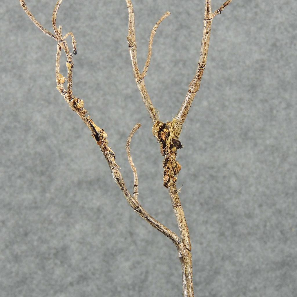 34" TWIG DRY SPRAY X3 W/BARK