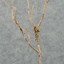 34" TWIG DRY SPRAY X3 W/BARK