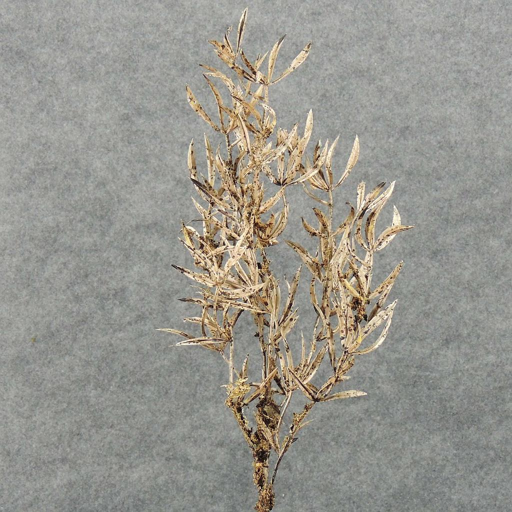 27" SPRINGERI DRY SPRAY W/BARK