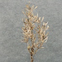 27" SPRINGERI DRY SPRAY W/BARK