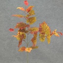 GRAPE LEAVES FALL MIX SPRAY 28&quot;
