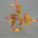 GRAPE LEAVES FALL MIX SPRAY 28"