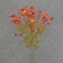 TWEEDIA BUSH X10 21"