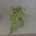 PIGGYBACK PUFF HANGING BUSH X9 W/162 LVS
