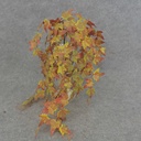 IVY LEAF HANGING BUSH X5 23"  GREEN/RED