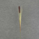 32" CATTAIL SPRAY 12/BAG 1x5" ct