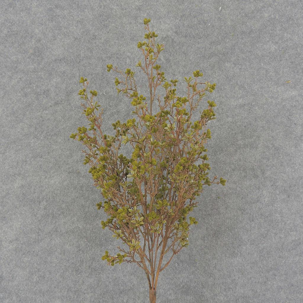 20" BLOSSOM/BERRY BUSH GREEN