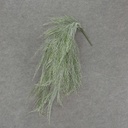 MOSS HANGING BUSH FLOCKED 34"