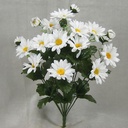 DAISY BUSH X14  WHITE