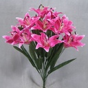 LILY TIGER BUSH X14  RUBRUM
