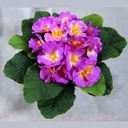 PRIMULA BOUQUET MAUVE