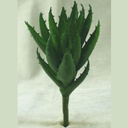 CACTUS 8&quot; ALOE PICK  GREEN