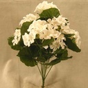 GERANIUM BUSH X9 CREAM/WHITE