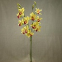 37" CYMBIDIUM ORCHID X6  (2/BUNDLE)  GREEN