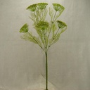 DILL SPRAY X2 28" (3/BUNDLE)  GREEN
