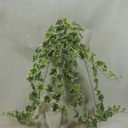 IVY ENGLISH HANGER 40" 244 LVS VARIEGATED