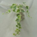 25" IVY ENGLISH SPRAY X3 39 LVS VARIGATED