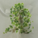 IVY ENGLISH HANGER 28&quot; 144 LVS VARIGATED