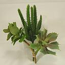 9" SUCCULENT ASSORTMENT 3-ASST (3/BAG)