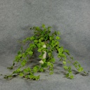 41" GRAPE IVY HANGING BUSH