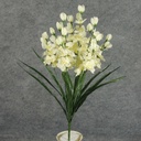 DELPHINIUM BUSH X10  CREAM/WHITE
