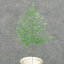 LEATHERLEAF SMALL PLASTIC 11.5"H X 7"W