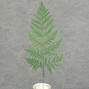LEATHERLEAF X-LARGE PLASTIC 20.5"H X 9"W