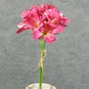 ALSTROMERIA BUNDLE W/RAFFIA TIE  BEAUTY