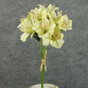 ALSTROMERIA BUNDLE W/RAFFIA TIE  GREEN
