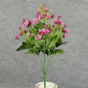 DAISY WILD BUSH X9   FUSCHIA