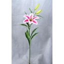 LILY TIGER SPRAY X3  PINK (6/BAG)