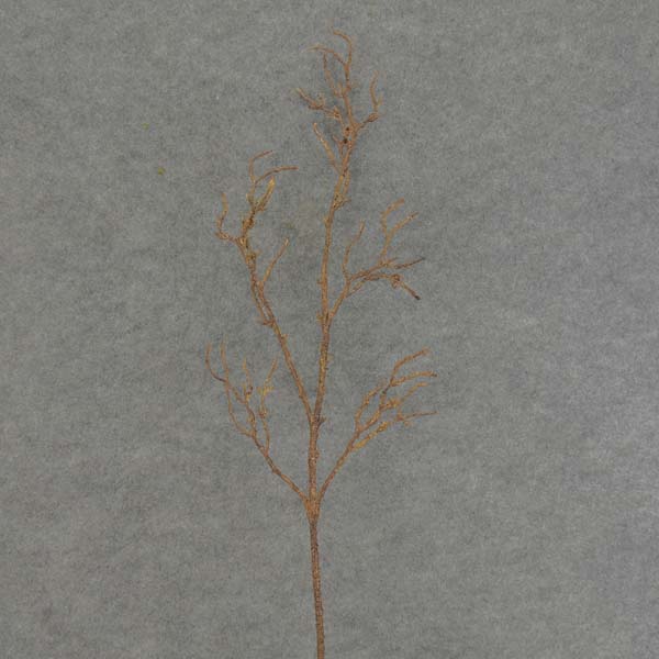 TWIG ARTIFICIAL SPRAY 35"  BROWN