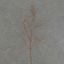 TWIG ARTIFICIAL SPRAY 35"  BROWN