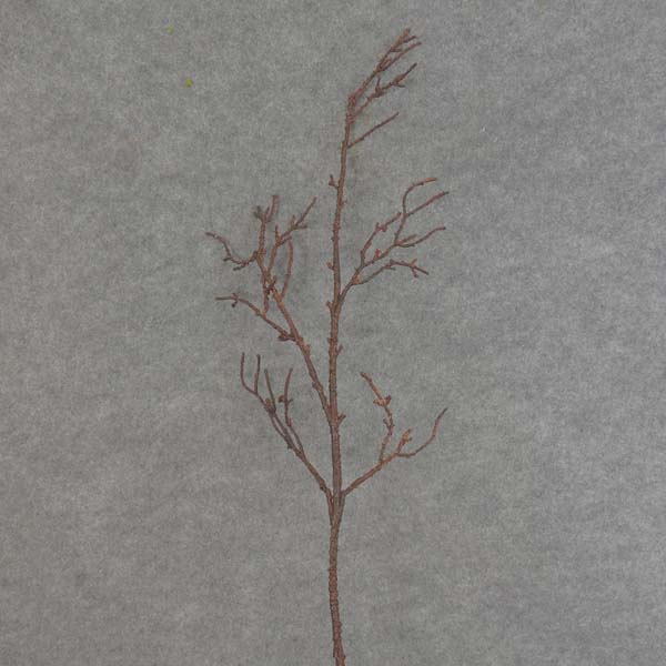 TWIG ARTIFICIAL SPRAY 35"  DARK BROWN