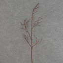 35" TWIG ARTIFICIAL SPRAY DARK BROWN