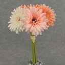 GERBERA BUNDLE X7  12"  PEACH/SALMON/BEIGE