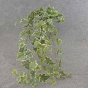 34" IVY ENGLISH HANGER 191 LVS FROSTED VARIGATED