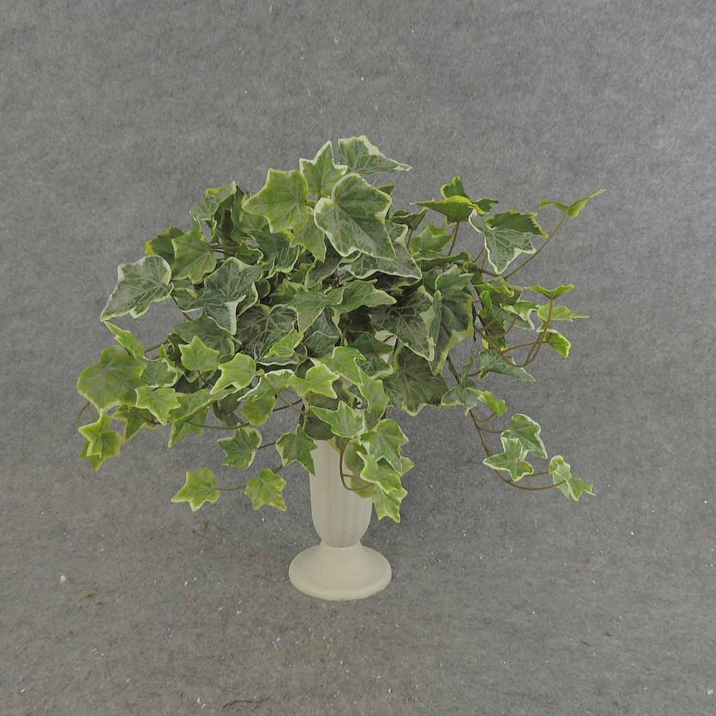IVY ENGLISH BUSH VINE 146 LVS FROSTED