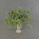 IVY ENGLISH BUSH VINE 146 LVS FROSTED