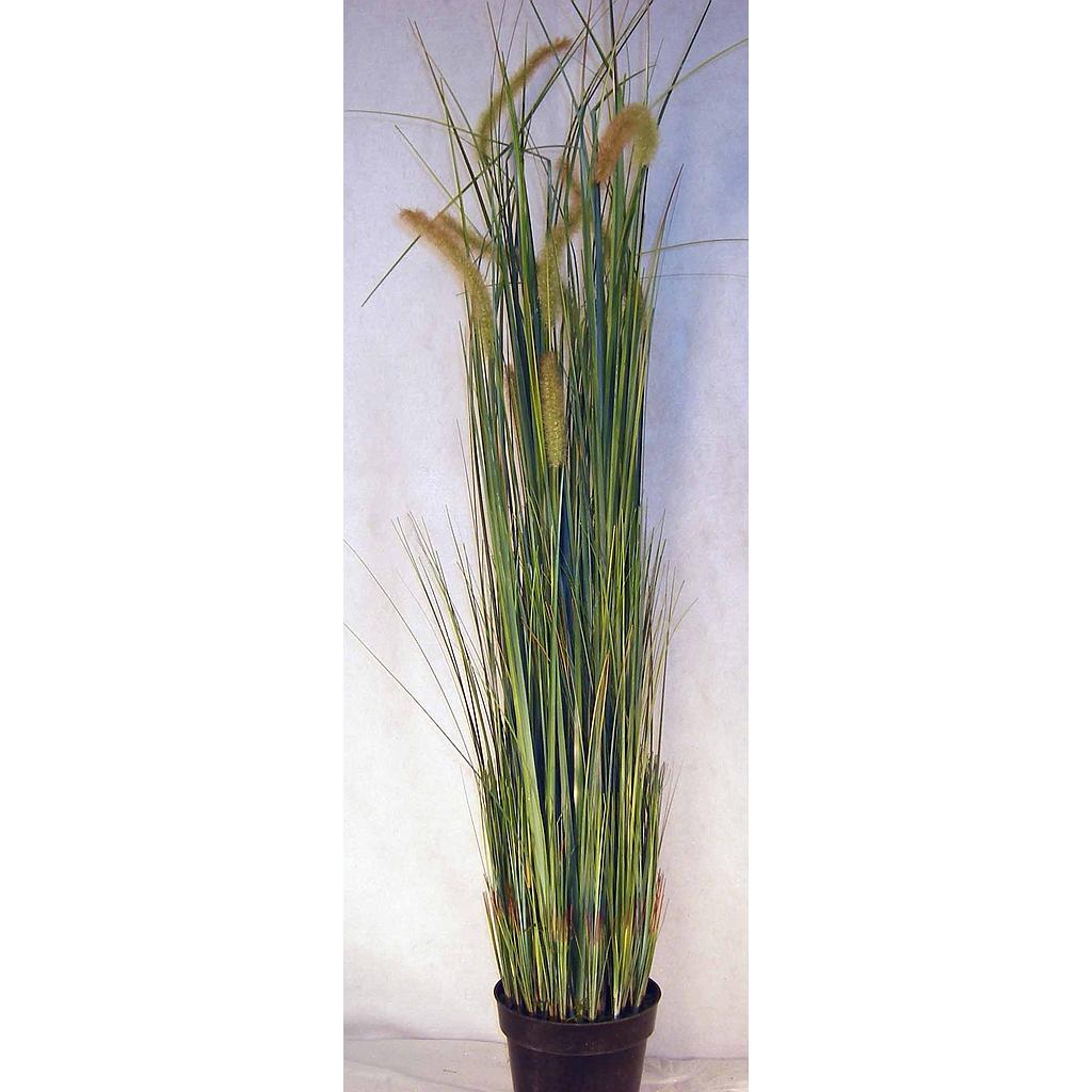 48" GRASS ONION/CATTAIL POTTED