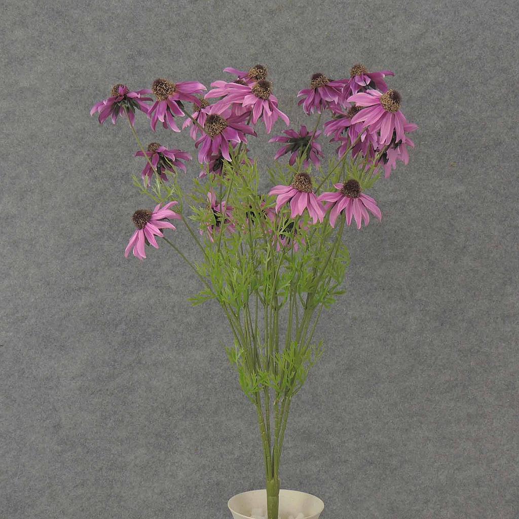 BLACK EYED SUSAN BUSH X6 22"  PINK/FUCHSIA