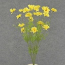 22" DAISY BUSH X6 2.25" dia YELLOW
