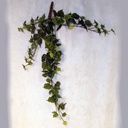 IVY MAPLE MINI HANGER X109 LVS