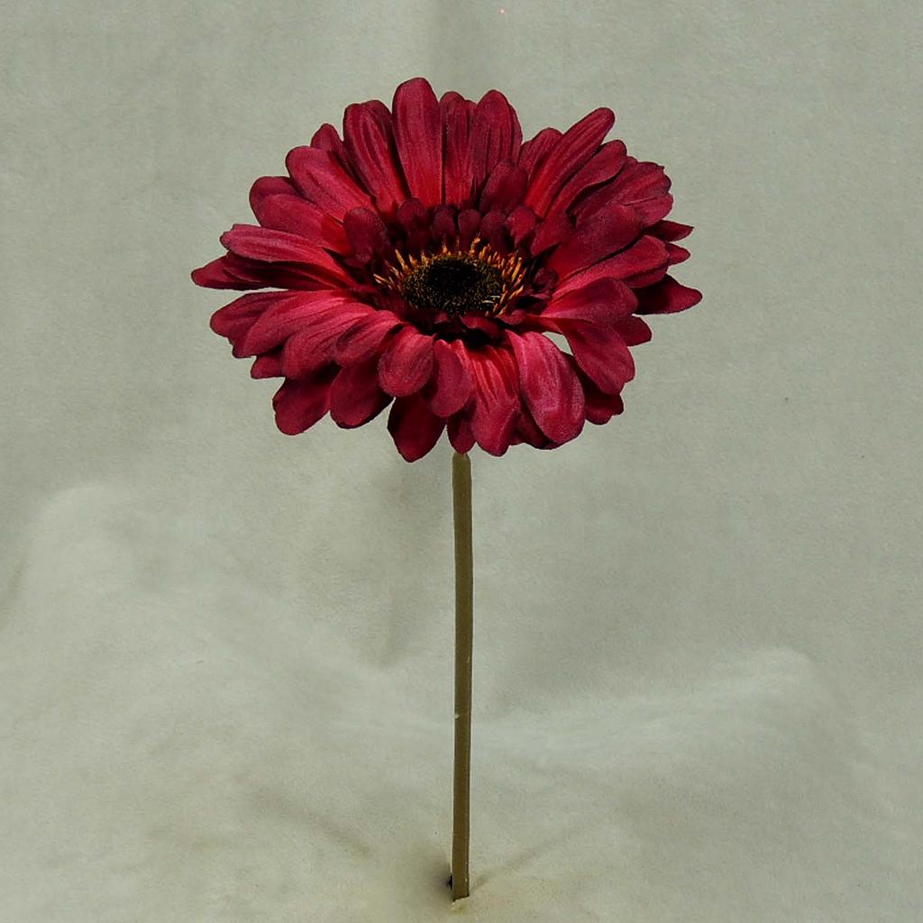 GERBERA SHORT STEM  BURGUNDY