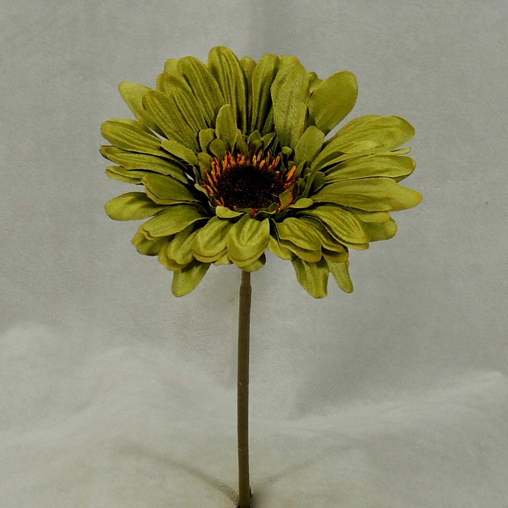GERBERA SHORT STEM  GREEN