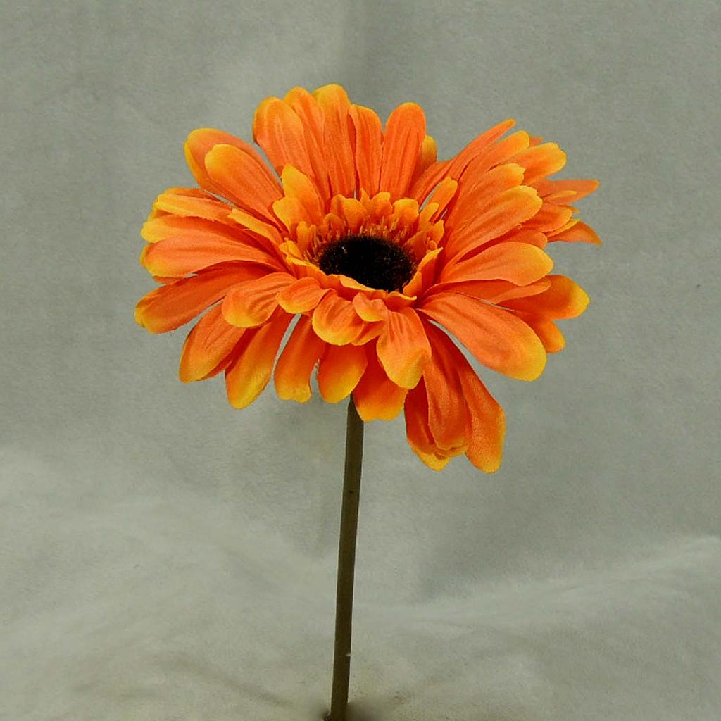 GERBERA SHORT STEM  ORANGE