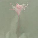 3" BIRD W/FEATHERS & PIC L.PINK 16" O.A.L