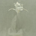 3" BIRD W/FEATHERS & PIC WHITE 16" O.A.L